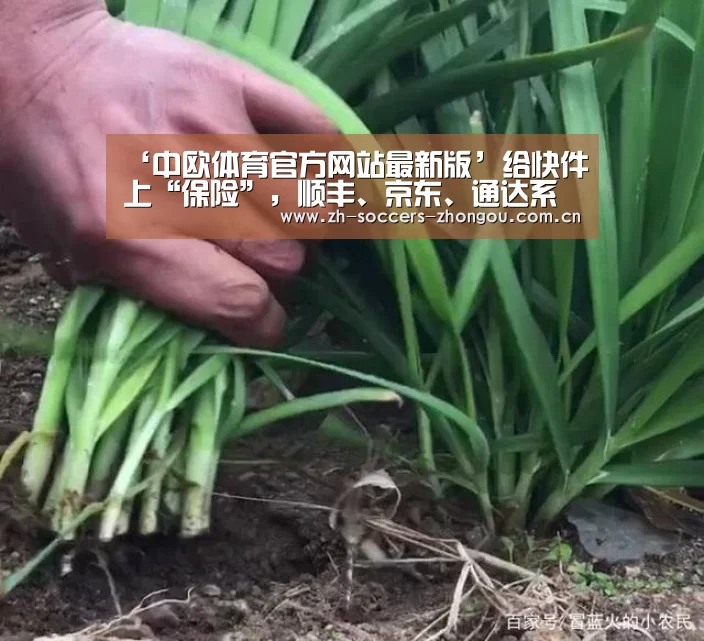 ‘中欧体育官方网站最新版’给快件上“保险”,顺丰、京东、通达系谁更靠谱?(图2) 中欧体育官方网站最新版