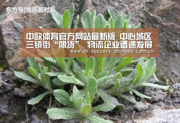 中欧体育官方网站最新版_中心城区三镇街“限货” 物流企业遭遇发展瓶颈(图1) 中欧体育官方网站下载