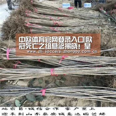 中欧体育官网登录入口|欧冠死亡之组悬念揭晓!皇马逆袭,中国老板绝望:3冠王主场出局(图2) 中欧体育官方网站下载